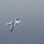 Caspian Gull, Walton on Thames (D Harris).