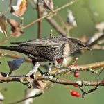 Ring Ouzel, Winterfold Heath (M Leitch).
