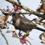 Ring Ouzel, Winterfold (S Ferguson).