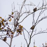 Hawfinches, Effingham Forest (M Davis).