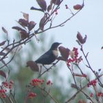 Ring Ouzel, Winterfold (R Stride).