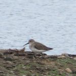 Dunlin, London Wetland Centre (WWT).