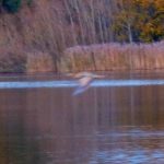 Bittern, Frensham Little Pond (J Desoutter).