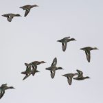Teal, Beddington Farmlands (P Alfrey).