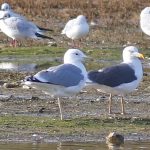Caspian Gull, Beddington Farmlands (P Alfrey).