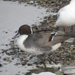 Pintail, London Wetland Centre (T Eldridge).