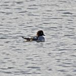 Goldeneye, Tice's Meadow (K Campbell).