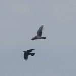 Hen Harrier, Shackleford (E Stubbs).