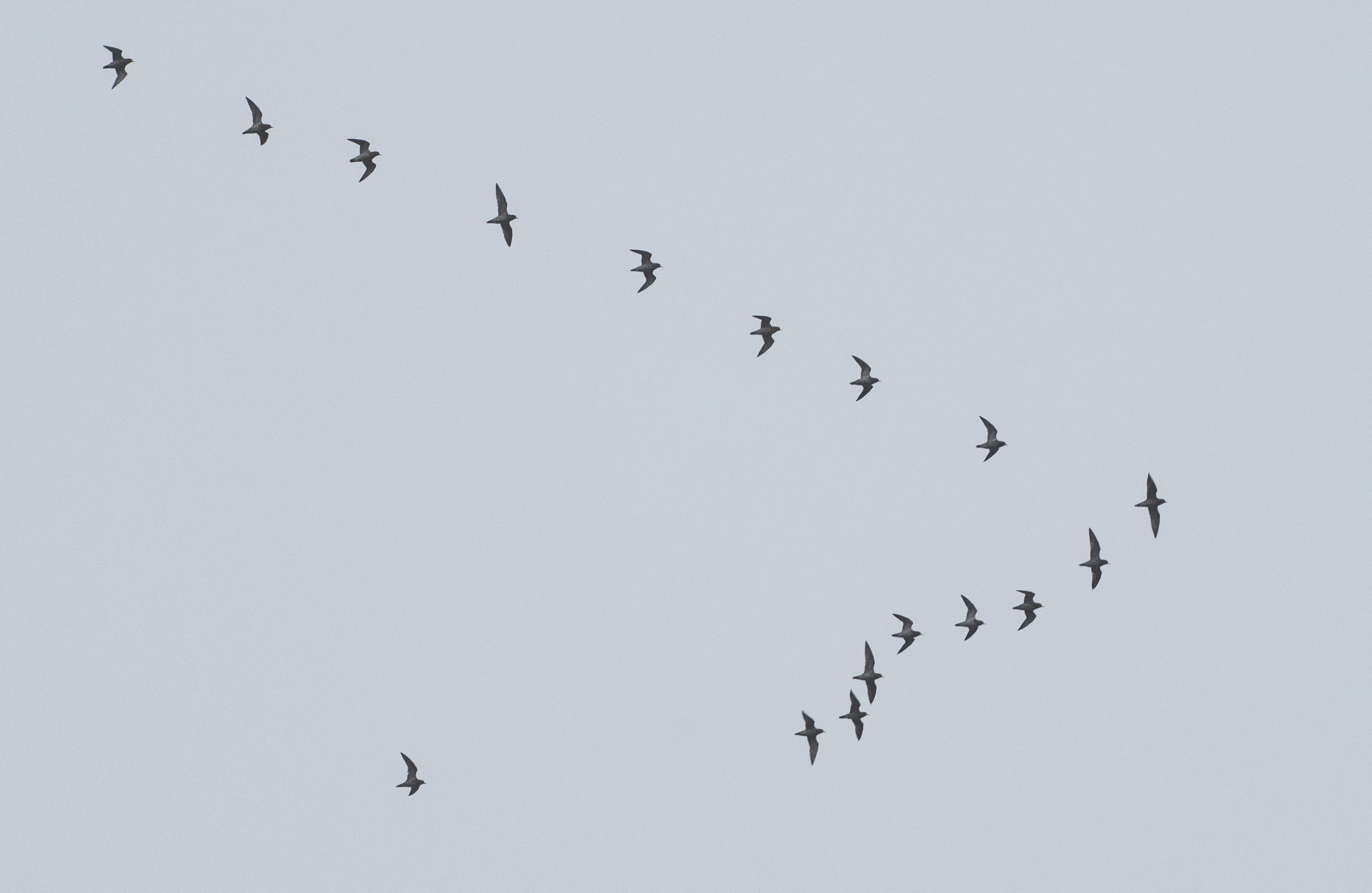 Golden Plovers, Shackleford (E Stubbs).