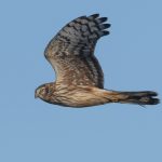 Hen Harrier, Shackleford (E Stubbs).