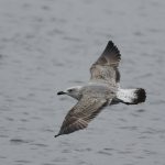 Yellow-legged Gull, Island Barn Reservoir (D Harris).
