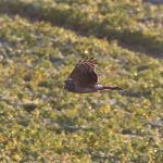 Hen Harrier, Shackleford (S Minhinnick).