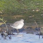Knot, London Wetland Centre (WWT).