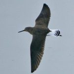 Green Sandpiper, Tice's Meadow (D Cook).