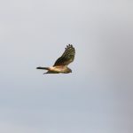 Hen Harrier, Shackleford (A Barker).