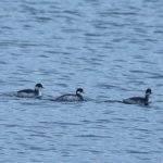 Black-necked Grebes, Island Barn Reservoirs (D Harris).