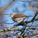 Siberian Chiffchaff, Unstead SF (E Stubbs).