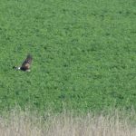 Hen Harrier, Shackleford (C Taz).
