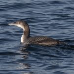 Great Northern Diver, Island Barn Reservoir (C Turner).
