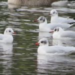 Mediterranean Gull, Wandsworth Common (N Rutter).