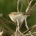 Yellow-browed Warbler, Stave Hill (R Page-Jones).