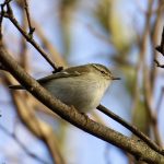 Yellow-browed Warbler, Russia Dock Woodland (R Page-Jones).