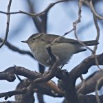 Yellow-browed Warbler, Russia Dock Woodland (R Bonser).