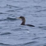 Shag, Island Barn Reservoir (C Turner).