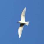 Mediterranean Gull, Morden Hall Park (A Dutta).