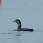 Great Northern Diver, Island Barn Reservoir (D Harris).