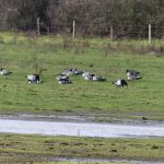Barnacle Geese, Island Barn Reservoir (A Goddard).