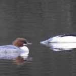 Goosander, Cutt Mill Ponds (J Snell).