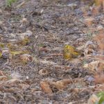 Yellowhammers, South Holmwood (M Davis).