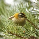 Firecrest, Stave Hill (R Page-Jones).
