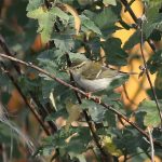 Yellow-browed Warbler, Mitcham (P Alfrey).