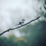 Great Grey Shrike, Frensham Common (D Hill).