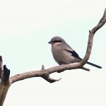 Great Grey Shrike, Frensham Common (P Venables).