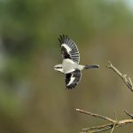 Great Grey Shrike, Frensham Common (M Leitch).