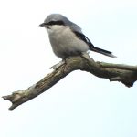 Great Grey Shrike, Frensham Common (P Venables).