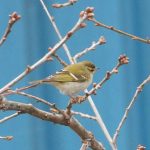 Yellow-browed Warbler, Mitcham (J Snell).