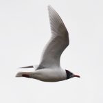 Mediterranean Gull, Holmethorpe SP (G Hay).
