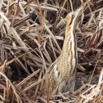 Bittern, London Wetland Centre (J Snell).