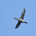 Great Northern Diver, Island Barn Reservoir (D Harris).