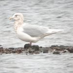 Iceland Gull, London Wetland Centre (WWT).