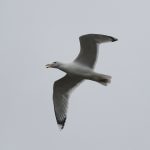 Caspian Gull, West Molesey (D Harris).