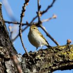 Yellow-browed Warbler, Mitcham (D Carlsson).
