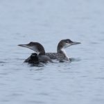 Great Northern Divers, Island Barn Reservoir (D Harris).