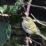 Yellow-browed Warbler, Mitcham (C Lodge).