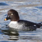 Goldeneye, London Wetland Centre (J Snell).