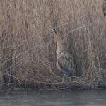 Bittern, London Wetland Centre (WWT).